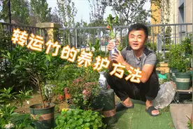 老花医养花第394课：转运竹的养护方法，学会了让你的叶片绿油油视频封面