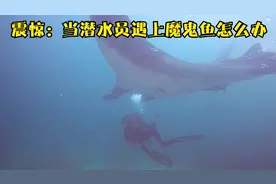 纪录片：震惊，当潜水员遇上魔鬼鱼怎么办？视频封面