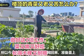 楼顶种菜：青菜又老又苦怎么办？做好这2项工作，菜又嫩又好吃视频封面