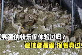实拍养鸭场工人捡鸭蛋，遍地都是蛋捡着真过瘾，网友：不要钱都干视频封面