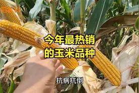 今年黄淮海地区最热销的玉米品种，都具有抗病抗倒，稳产又高产视频封面