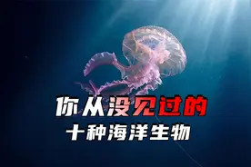 你从没见过的10种海洋生物。千姿百态、无奇不有，绝对刷新认知视频封面
