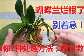蝴蝶兰根烂了别着急！教你2种处理方法，轻松把它救活！视频封面