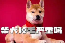 柴犬掉毛严重吗？最好饲养之前，先了解清楚视频封面