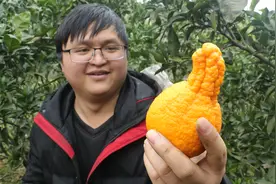 农村小伙果园摘橘子，发现一个奇葩的果子，可把小伙乐坏了视频封面