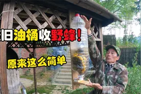 捕获野蜜蜂原来这么简单！大哥教你一招，利用废旧油桶就可以搞定视频封面