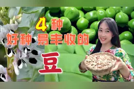 秋季种菜三部曲（三）：秋种春收，能越冬种植的4种豆视频封面
