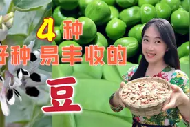 秋季种菜三部曲（三）：秋种春收，能越冬种植的4种豆视频封面