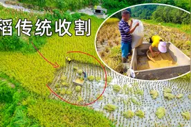 贵州农村用这种传统方式打谷子，一上午只能打一百斤，太辛苦了视频封面