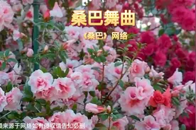 《桑巴》高音质     桑巴交谊舞曲     车载音乐视频封面