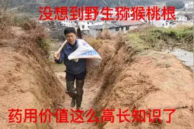阿文帮粉丝挖的野生猕猴桃根,没想到药用价值这么高,长知识了