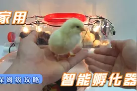 这个制作让我开始从新考虑“先有鸡还是先有蛋”家用鸡蛋孵化器！视频封面