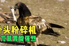 骨头粉碎机，胡兀鹫生吞大骨头棒，胃酸酸性强烈，直接消化视频封面