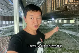 小伙回农村创业，承包150亩地养蚕月入10万，这个创业项目如何？视频封面