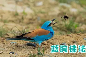 蓝胸佛法僧介绍视频封面