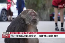 浙江宁波 独臂猴“星星”火了之后 多位直播博主发声回应质疑视频封面