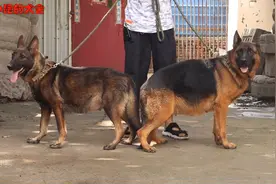 如何从小到大养好一只德国牧羊犬呢？保姆级视频，看完果断收藏！视频封面