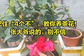 记住“4个不”，教你养茶花！好养，简单，省钱视频封面