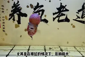 鱼缸滤棉多长时间清洗，或者更换？最长时间三个月视频封面