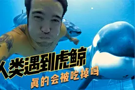 顶级杀手虎鲸，连大鲨鱼都不放过，可为啥就不吃人？视频封面