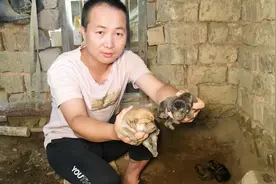舅舅养了条不知名的狗，一年生了14只小狗，看看是什么品种真能生视频封面
