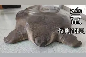 甲鱼和鼋的区别你了解吗？千万别抓错了，一个是一级，一个随便抓视频封面