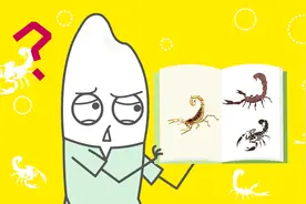 所有的蝎子都有毒吗？视频封面
