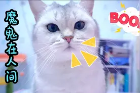 小猫咪不敢出门，竟然是害怕外面的魔鬼视频封面