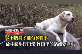 乡下的狗子能有多懂事，放牛喂牛是生活日常，连田里的活都要操心视频封面