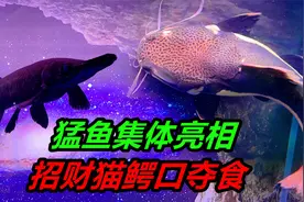 猛鱼集体喂食，多种凶猛的食肉类观赏鱼，如何猎取食物视频封面
