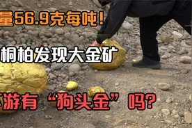 含金量56.9克每吨！河南桐柏发现大金矿，河下游有“狗头金”吗？视频封面