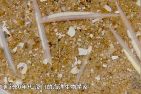 数量逐步回升，为保护文昌鱼，厦门建立专属自然保护区视频封面