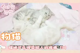 猫咪可以传染给人的疾病（3）视频封面