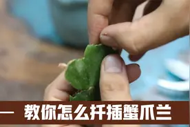 蟹爪兰怎么扦插繁殖？园艺师教你，掰掉嫩芽，扦插成活率会更高视频封面