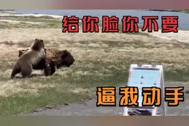 棕熊放过了牦牛，可牦牛不领情不停的攻击棕熊，最后悲剧了！视频封面