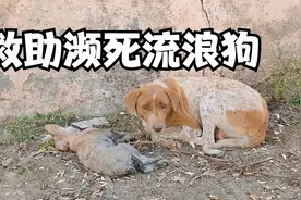 小狗受伤性命垂危，狗妈妈眼神绝望又哀伤，祈求人类救援视频封面