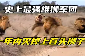 史上最强雄狮军团，一年时间内横扫众多狮群，称王称霸视频封面