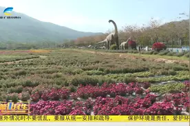 远赴千里来种花  三亚田野菊飘香视频封面