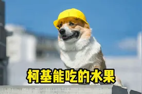 柯基能吃的7种水果，你家最爱哪几种？视频封面