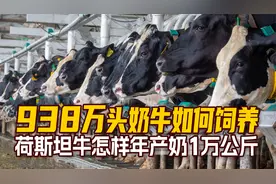 938万头奶牛怎么养？荷斯坦牛怎样年产奶1万kg？走进美国奶牛牧场视频封面