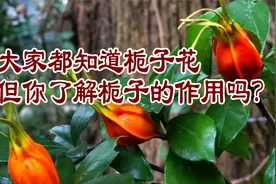 老中医养生谈：大家都知道栀子花，但你了解栀子的作用吗？视频封面
