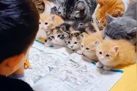 萌娃给猫上课自带催眠效果，“全猫”覆没昏昏欲睡：这不就是我吗视频封面