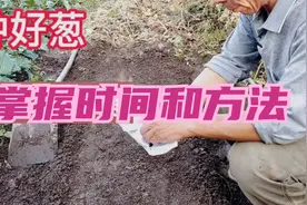 种植大葱和大蒜的季节马上到了，掌握好时间，别太早也别太晚