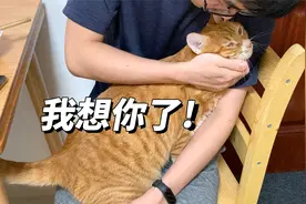 猫咪有多爱主人？加班回来晚了，一个劲地撒娇求抱抱视频封面