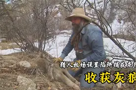 山地硬汉：猎人乔希牧场设置陷阱，收获一头大灰狼。视频封面