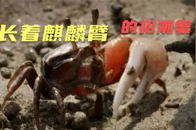 招潮蟹的麒麟臂断了可以再生。且味道鲜美视频封面