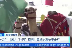 卡塔尔骆驼“沙因”预测世界杯比赛结果走红视频封面