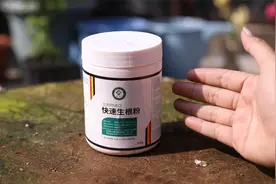 养花不生根怎么办？园艺师教你，用快速生根粉，促进植物快速长根视频封面