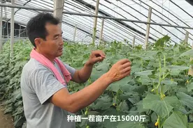 菜农种新品种黄瓜，亩产15000斤，一年4茬轻松收入十几万视频封面