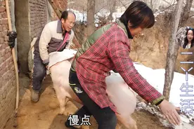 家里卖猪，爸妈抓猪有窍门，妈妈掌握方向盘爸爸踩油门，真省事视频封面